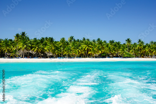 Palms coastline on caribbean beach  Island Saona