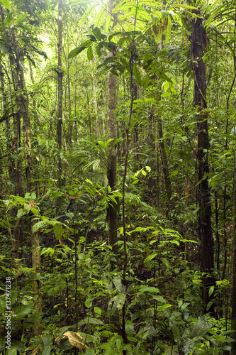 Interior of tropcal rainforest in Ecuador photo