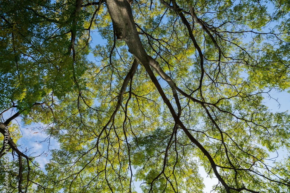 Obraz premium Green tree on the sky