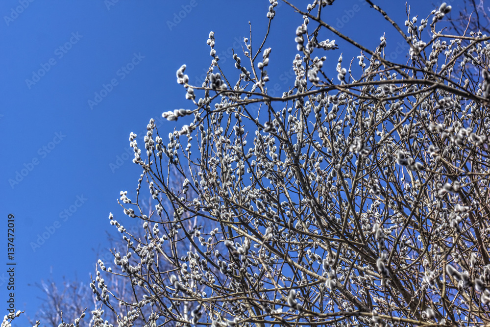A flower of the willow blossoming in the spring wood.