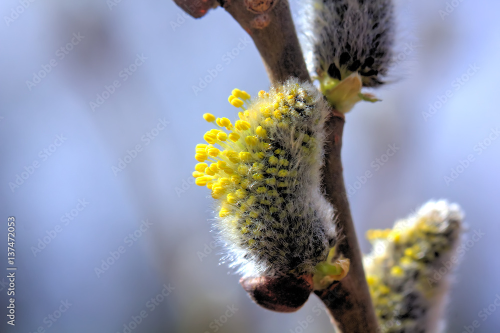 A flower of the willow blossoming in the spring wood.