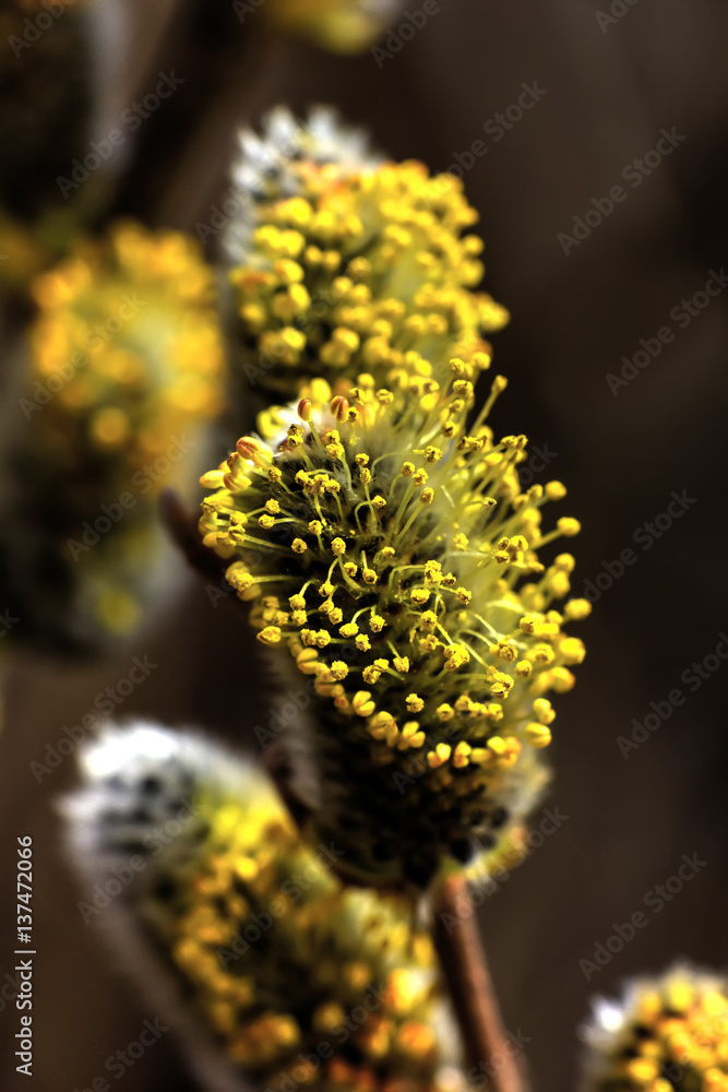 A flower of the willow blossoming in the spring wood.