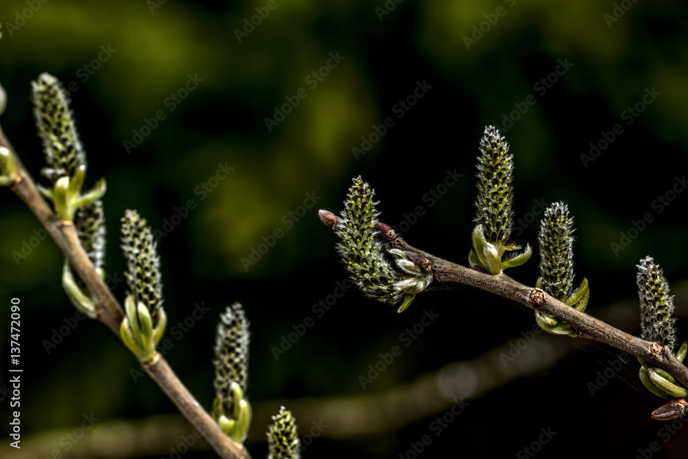 A flower of the willow blossoming in the spring wood.