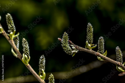 Obraz na płótnie A flower of the willow blossoming in the spring wood. w salonie