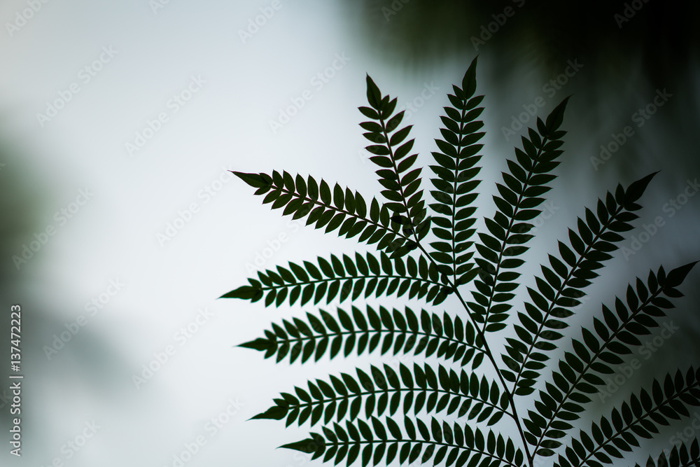 Fern silhouette Fern silhouette