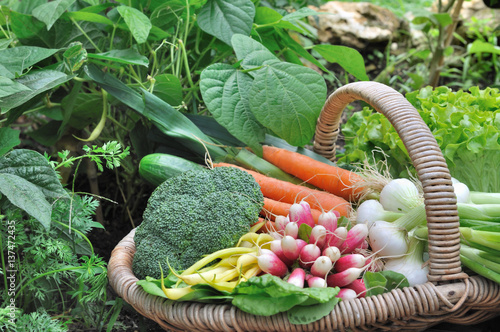 légumes frais dans panier en osier au sol d'un potager