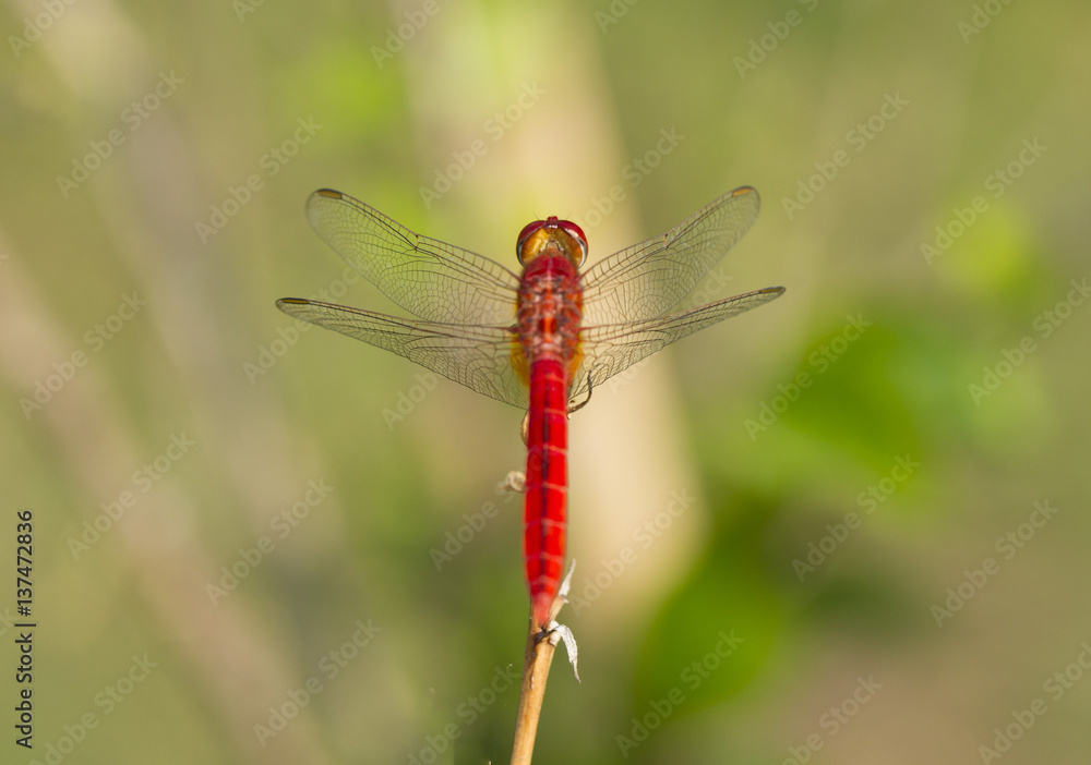 Close up image of red dragonfly on natural background Close up image of red dragonfly on natural background