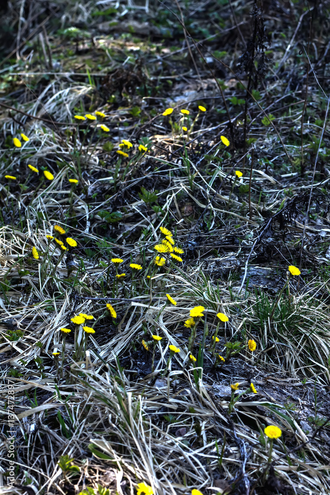 Coltsfoot flower growing on a spring meadow