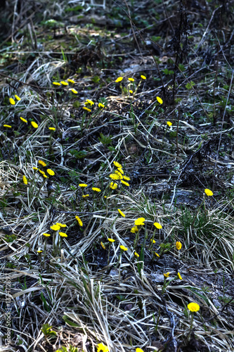 Obraz na płótnie Coltsfoot flower growing on a spring meadow w salonie