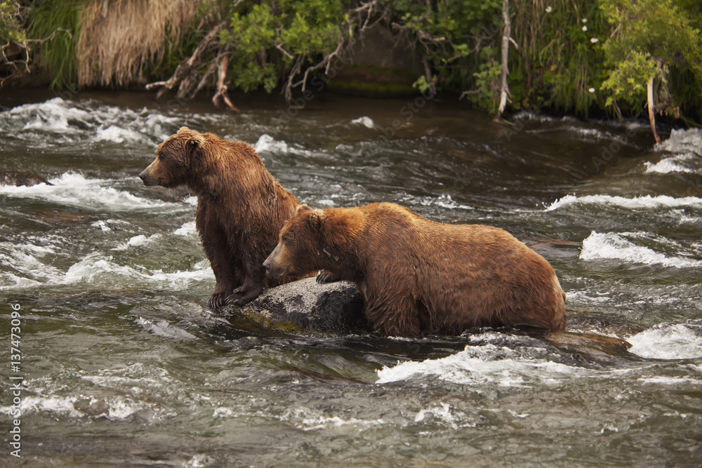 Pair of Brown bear sitting in Brooks River, Alaska, USA Pair of Brown bear sitting in Brooks River, Alaska, USA