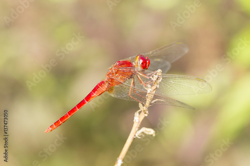 Close up image of red dragonfly on natural background