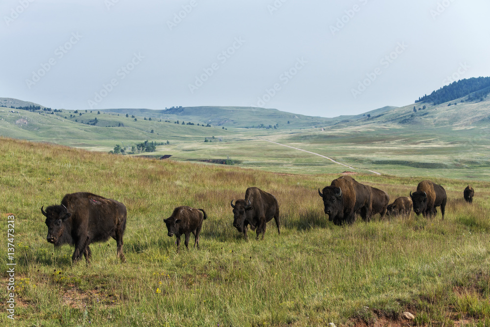 Bison, Wind Cave National Park; South Dakota, United States of America Bison, Wind Cave National Park; South Dakota, United States of America