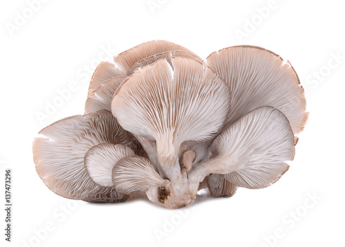 Oyster mushrooms isolated on white background