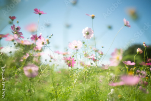softly Cosmos flower with old lens