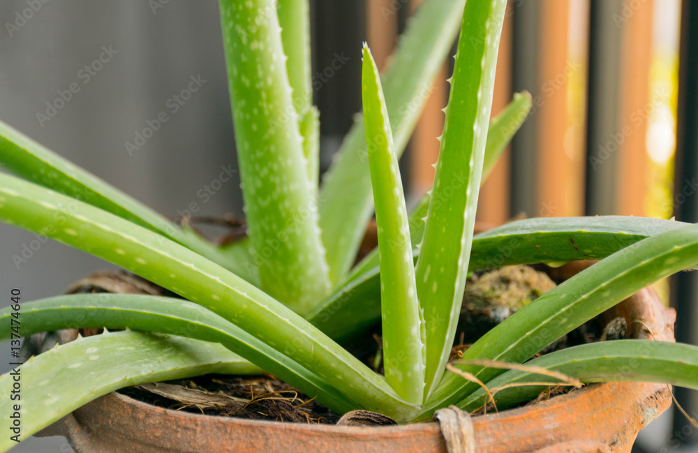 Fototapeta premium Wan hang chora khe, herb of thailand