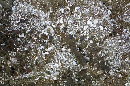 Fossil bivalves exposed in strata near Iquitos, Peru photo