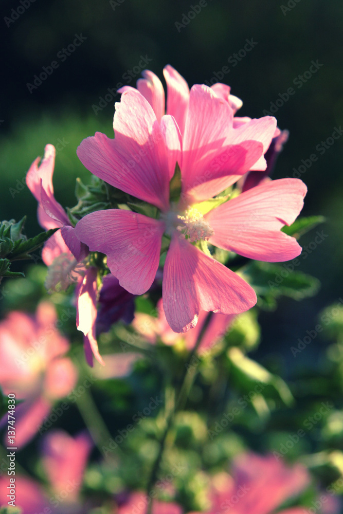 Pink alcea (hollyhock) on a dark background closeup Pink alcea (hollyhock) on a dark background closeup