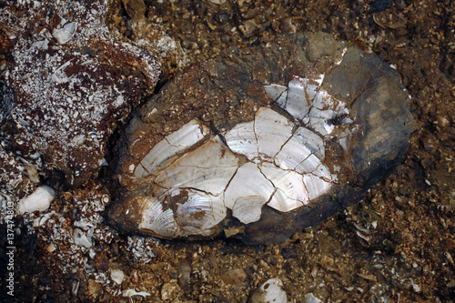 Marine bivalve fossil from the Pebas formation near Iquitos, Peru photo