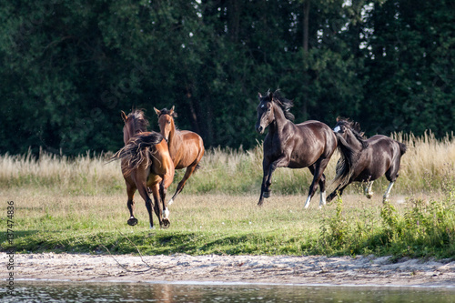 Pferde an der Müritz