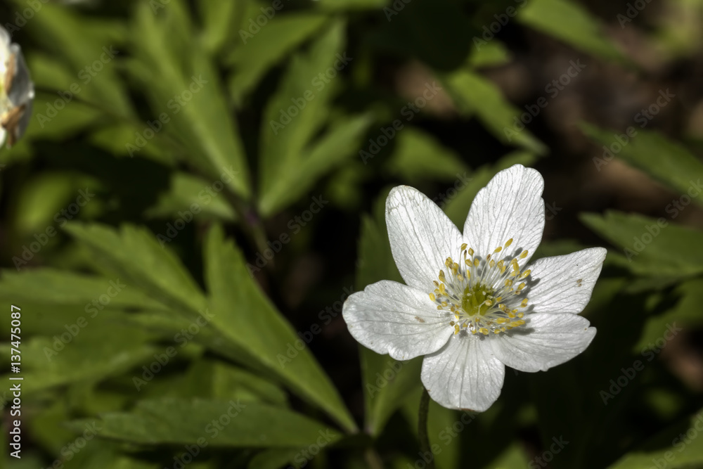 The white flower of an anemone blossoming in the spring wood.