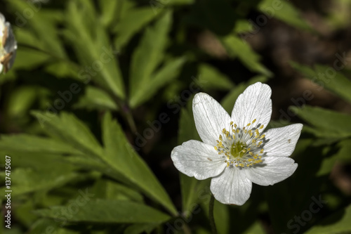 Obraz na płótnie The white flower of an anemone blossoming in the spring wood. w salonie