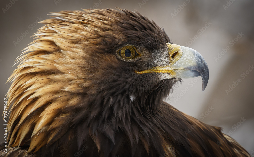 Portrait of golden eagle, Montreal, Quebec, Canada Portrait of golden eagle, Montreal, Quebec, Canada