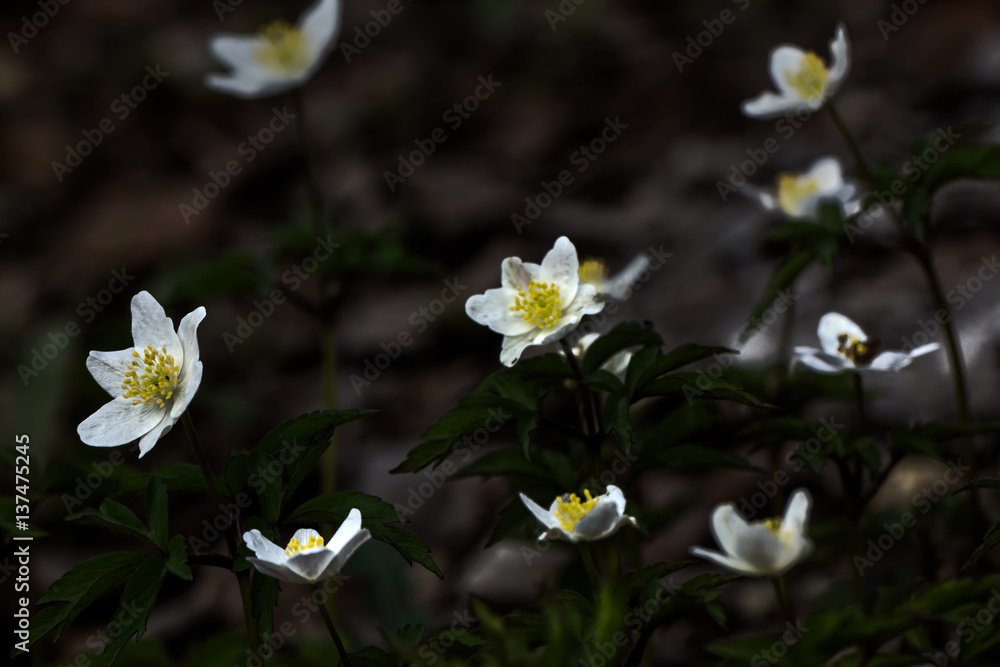 The white flower of an anemone blossoming in the spring wood.