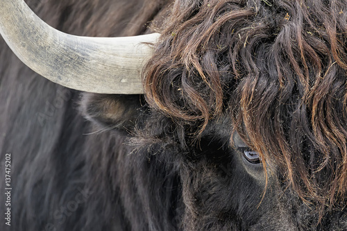 Portrait of bison, Quebec, Canada photo