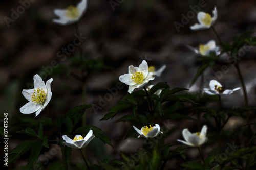 The white flower of an anemone blossoming in the spring wood. 