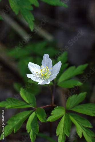 Obraz na płótnie The white flower of an anemone blossoming in the spring wood. w salonie