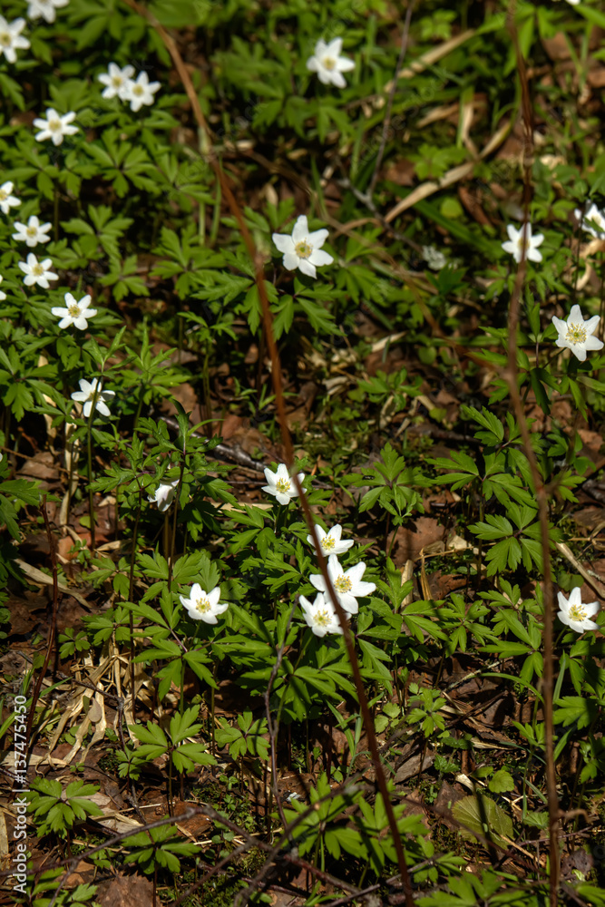 The white flower of an anemone blossoming in the spring wood.