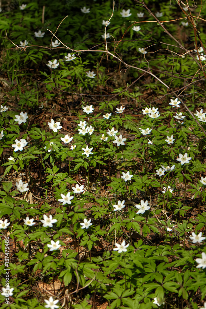 The white flower of an anemone blossoming in the spring wood.