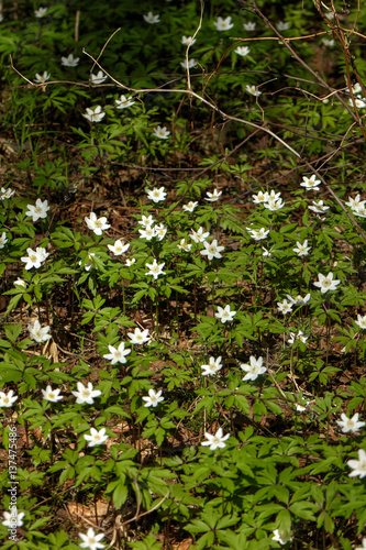 Obraz na płótnie The white flower of an anemone blossoming in the spring wood. w salonie