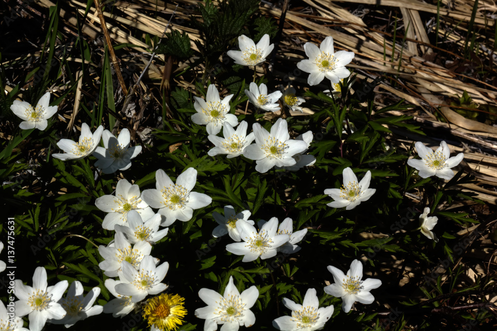 The white flower of an anemone blossoming in the spring wood.