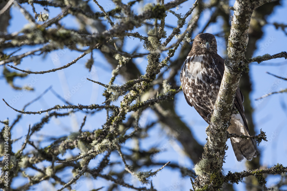 Red-tailed Hawk perching on branch, Ridgefield, USA Red-tailed Hawk perching on branch, Ridgefield, USA