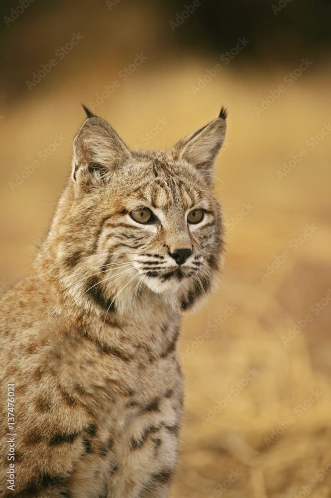 Bobcat portrait Bobcat portrait