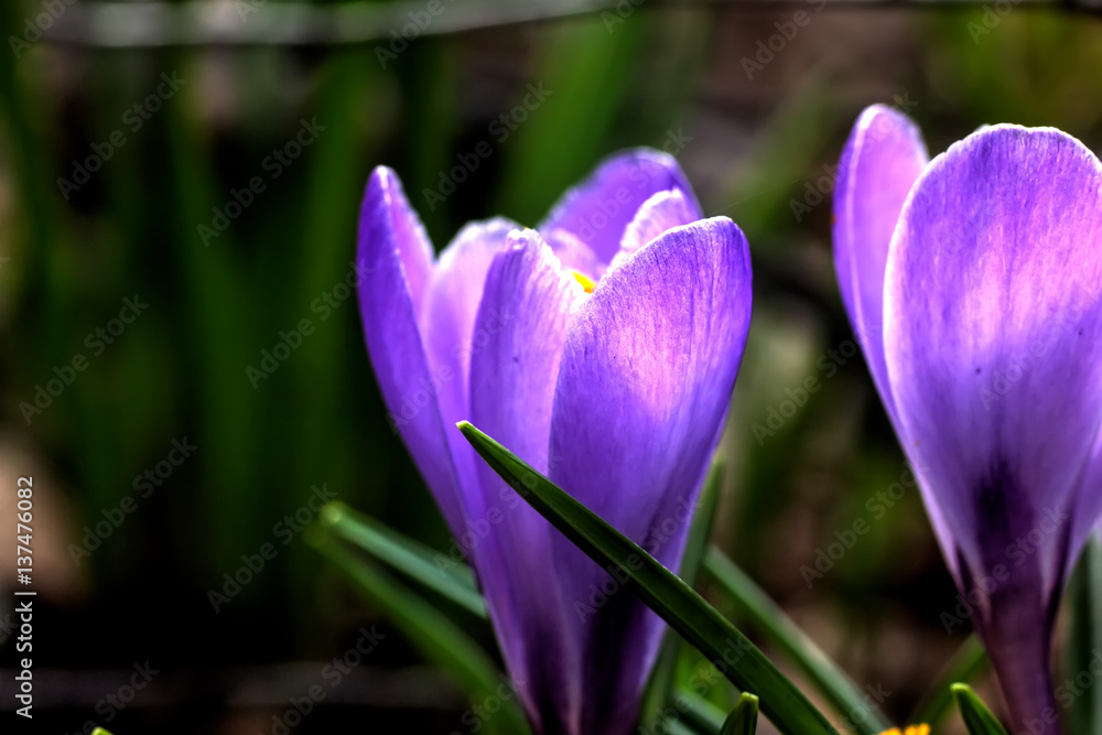 The crocus flower blossoming in a spring garden. 