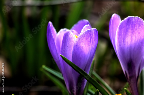 Obraz na płótnie The crocus flower blossoming in a spring garden. w salonie