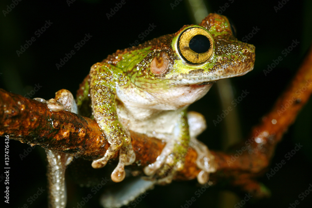 Obraz premium Buckley's Bonehead (Osteocephalus buckleyi)