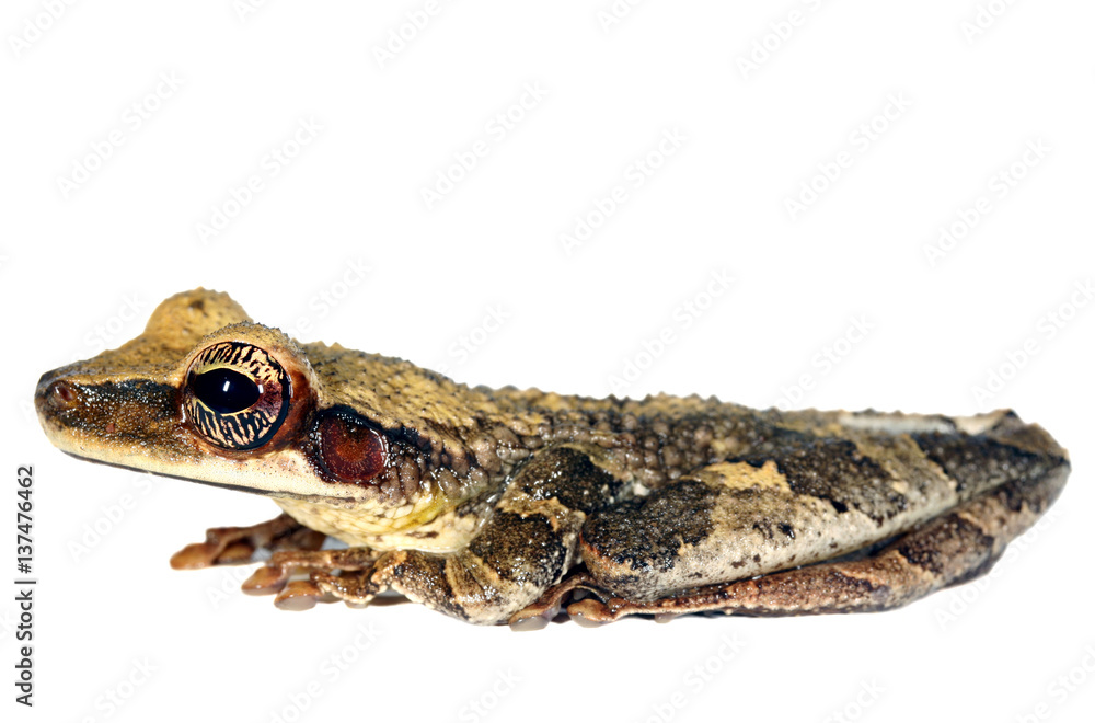 Naklejka premium Flat-headed Bromeliad Treefrog (Osteocephalus planiceps)