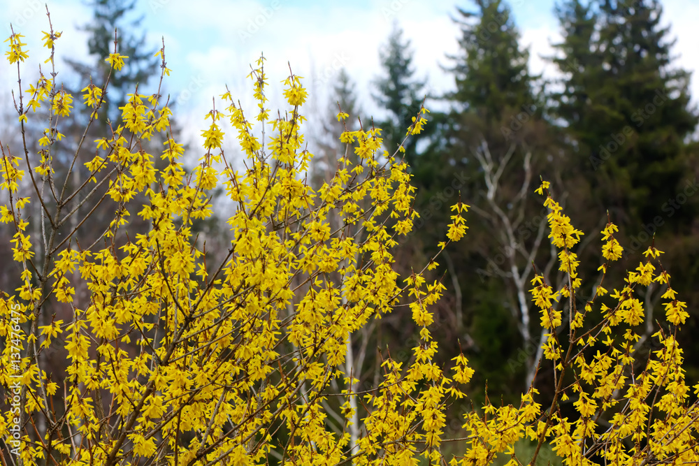 Blooming in spring garden bush forsythia. Rural.