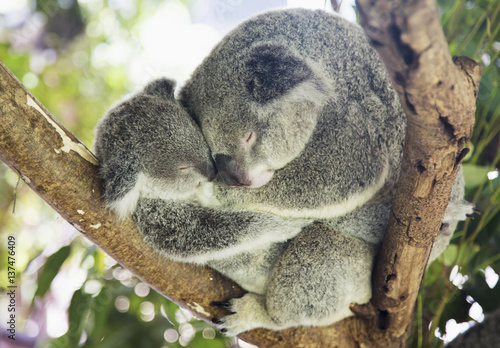 Mother and baby koala sleep on tree, Noosa, Australia photo