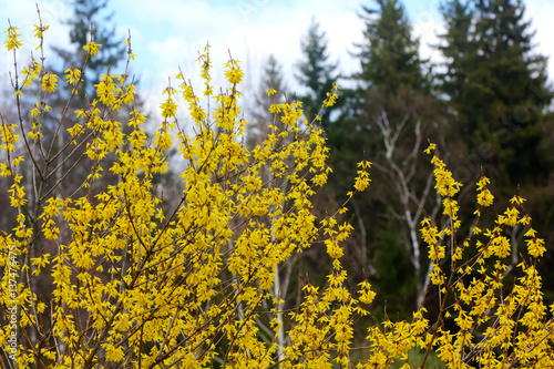 Obraz na płótnie Blooming in spring garden bush forsythia. Rural. w salonie