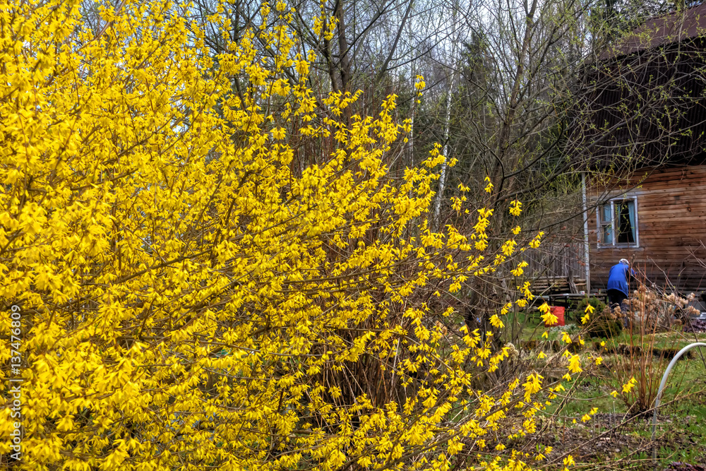 Blooming in spring garden bush forsythia. Rural.