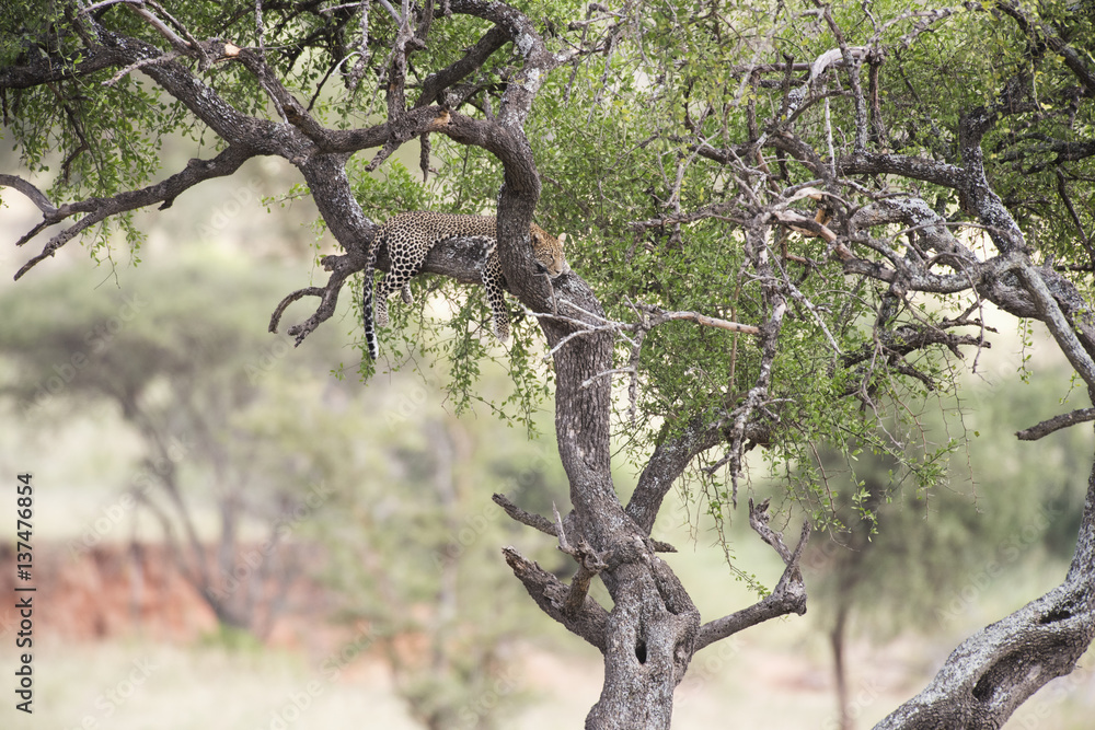 Leopard resting on tree, Tarangire National Park, Tanzania Leopard resting on tree, Tarangire National Park, Tanzania