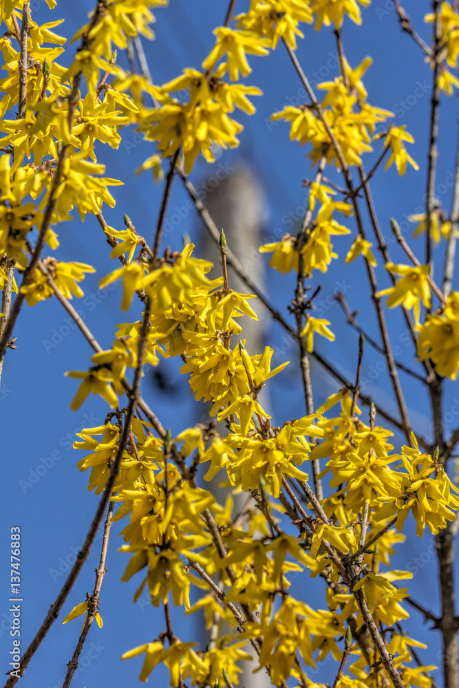 Blooming in spring garden bush forsythia. Rural.