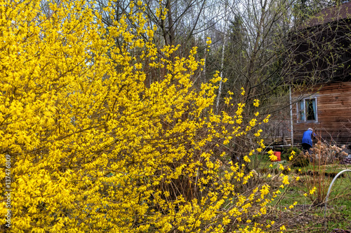 Fototapeta Naklejka Na Ścianę i Meble -  Blooming in spring garden bush forsythia. Rural. 
