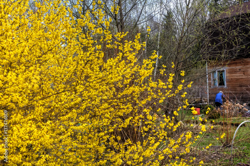 Obraz na płótnie Blooming in spring garden bush forsythia. Rural. w salonie