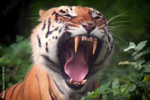 Fototapeta Naklejka Na Ścianę i Meble -  A tiger is showing it's impressive fang. It's really a big cat, which is living in the jungle of India. The total population is  estimated at fewer than 2,500 individuals with a decreasing trend.