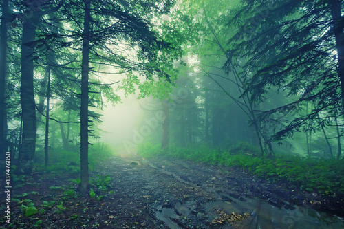 Fantasy foggy forest